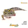 Gecko (Lagartixa Leopardo) - Em397 - Comum