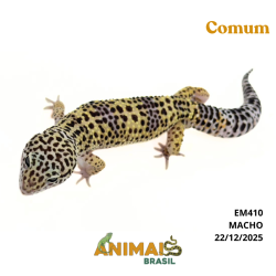 Gecko (Lagartixa Leopardo) - Em410 - Comum