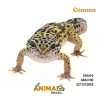 Gecko (Lagartixa Leopardo) - Em410 - Comum