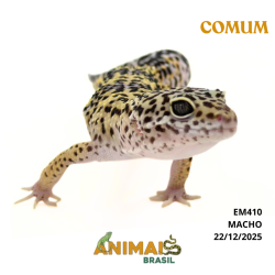 Gecko (Lagartixa Leopardo) - Em410 - Comum