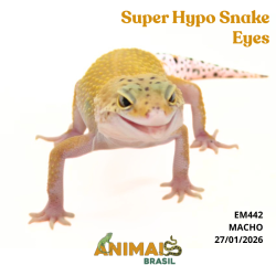 Gecko (Lagartixa Leopardo) - Em442 - Super Hypo Snake Eyes