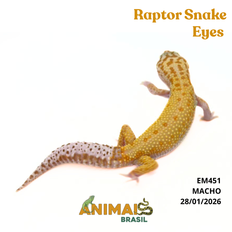 Gecko (Lagartixa Leopardo) - Em451 - Super Hypo Snake Eyes