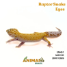 Gecko (Lagartixa Leopardo) - Em451 - Super Hypo Snake Eyes