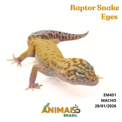 Gecko (Lagartixa Leopardo) - Em451 - Super Hypo Snake Eyes