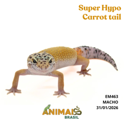 Gecko (Lagartixa Leopardo)...