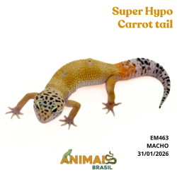 Gecko (Lagartixa Leopardo) - Em463 - Super Hypo Carrot tail