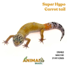 Gecko (Lagartixa Leopardo) - Em463 - Super Hypo Carrot tail