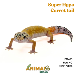 Gecko (Lagartixa Leopardo) - Em463 - Super Hypo Carrot tail