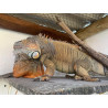 Iguana - El Salvador Laranja - FÊMEAS