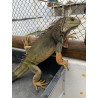 Iguana - El Salvador Laranja - FÊMEAS