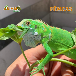 Iguana - El Salvador...
