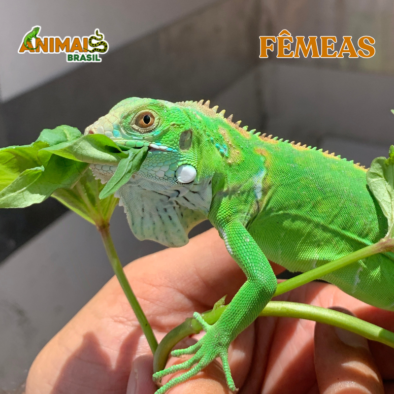 Iguana - El Salvador Laranja - FÊMEAS