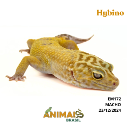 Gecko (Lagartixa Leopardo)...