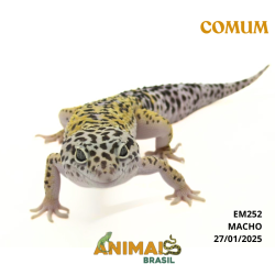 Gecko (Lagartixa Leopardo)...