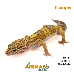 Gecko (Lagartixa Leopardo)...