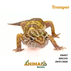 Gecko (Lagartixa Leopardo) - Em457 - Tremper