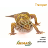 Gecko (Lagartixa Leopardo) - Em457 - Tremper