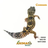 Gecko (Lagartixa Leopardo) - Em424 - Comum