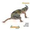 Gecko (Lagartixa Leopardo) - Em424 - Comum
