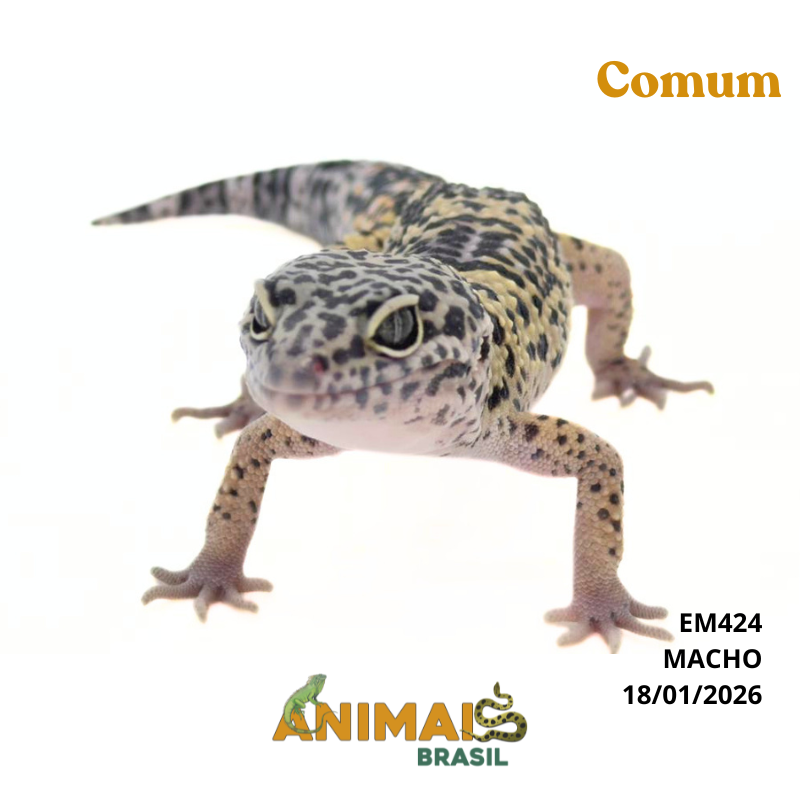 Gecko (Lagartixa Leopardo) - Em424 - Comum