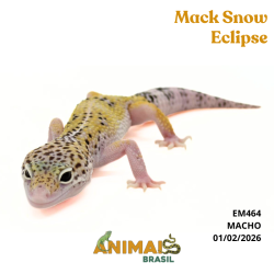 Gecko (Lagartixa Leopardo)...