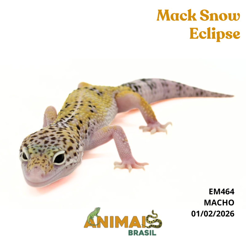Gecko (Lagartixa Leopardo) - Em464 - Mack Snow Eclipse