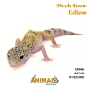 Gecko (Lagartixa Leopardo) - Em464 - Mack Snow Eclipse