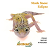 Gecko (Lagartixa Leopardo) - Em464 - Mack Snow Eclipse