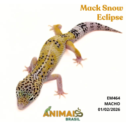 Gecko (Lagartixa Leopardo) - Em464 - Mack Snow Eclipse