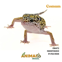 Gecko (Lagartixa Leopardo) - Em472 - Comum