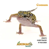 Gecko (Lagartixa Leopardo) - Em472 - Comum