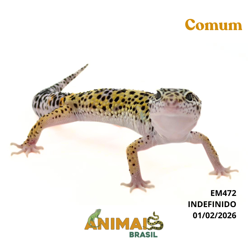 Gecko (Lagartixa Leopardo) - Em472 - Comum