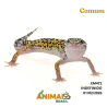 Gecko (Lagartixa Leopardo) - Em472 - Comum