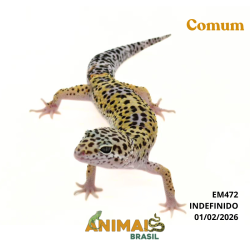 Gecko (Lagartixa Leopardo) - Em472 - Comum