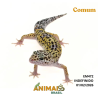 Gecko (Lagartixa Leopardo) - Em472 - Comum