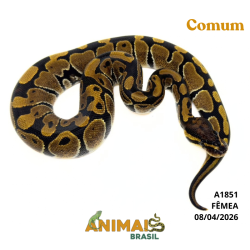 Píton bola - (Python regius) - A1851 - Comum