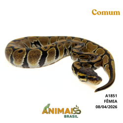 Píton bola - (Python regius) - A1851 - Comum