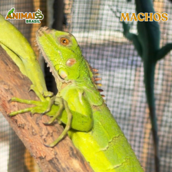 Iguana - Amazônico + El...