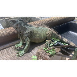 Iguana - Amazônico + El Salvador - FÊMEAS