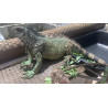 Iguana - Amazônico + El Salvador - FÊMEAS