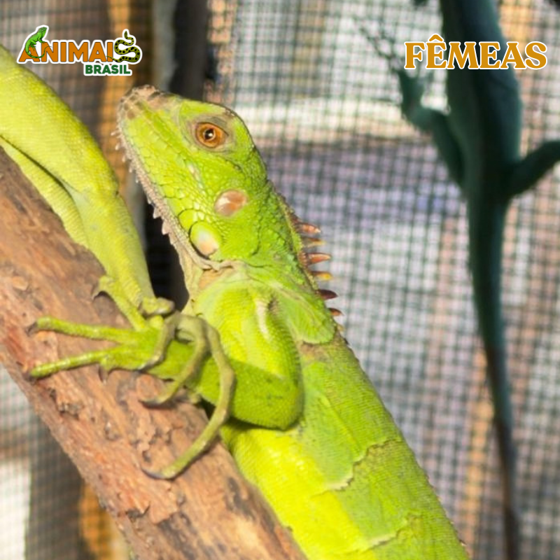 Iguana - Amazônico + El Salvador - FÊMEAS