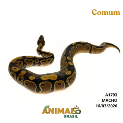 Píton bola - (Python regius) - A1793 - Comum