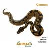 Píton bola - (Python regius) - A1793 - Comum