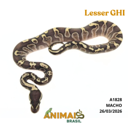 Píton bola - (Python regius) - A1828 - Lesser GHI