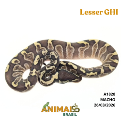 Píton bola - (Python regius) - A1828 - Lesser GHI