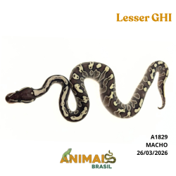 Píton bola - (Python regius) - A1829 - Lesser GHI