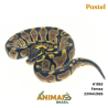 Píton bola - (Python regius) - A1863 - Pastel