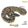 Píton bola - (Python regius) - A1863 - Pastel
