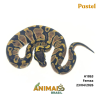 Píton bola - (Python regius) - A1863 - Pastel