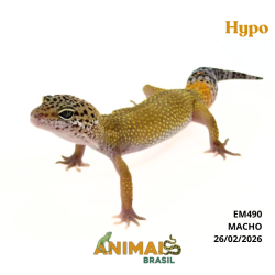 Gecko (Lagartixa Leopardo)...
